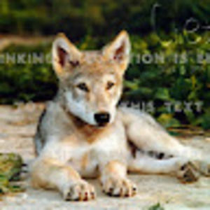 Meet your Posher, Sangeetha